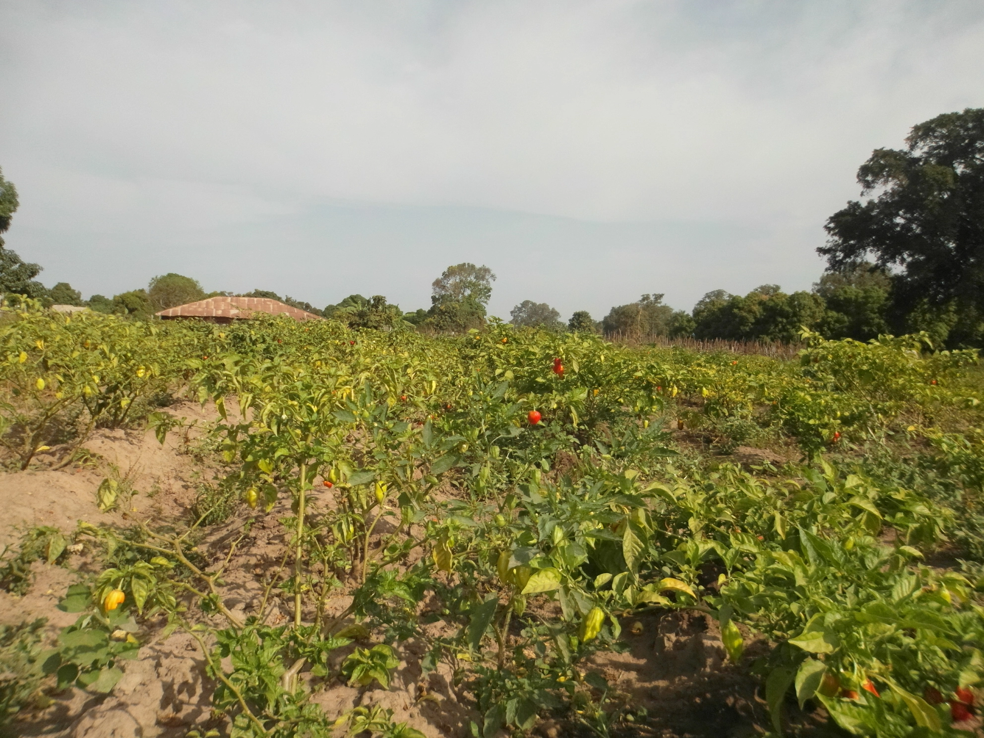 Lire la suite à propos de l’article Formation sur les techniques de maraichage à Thiès