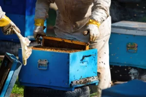 Lire la suite à propos de l’article Promotion de l’Apiculture Durable
