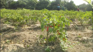 Lire la suite à propos de l’article Formation en Micro-Jardinage, Performance Afrique en collaboration avec le 3FPT à dakar et Saint-Louis